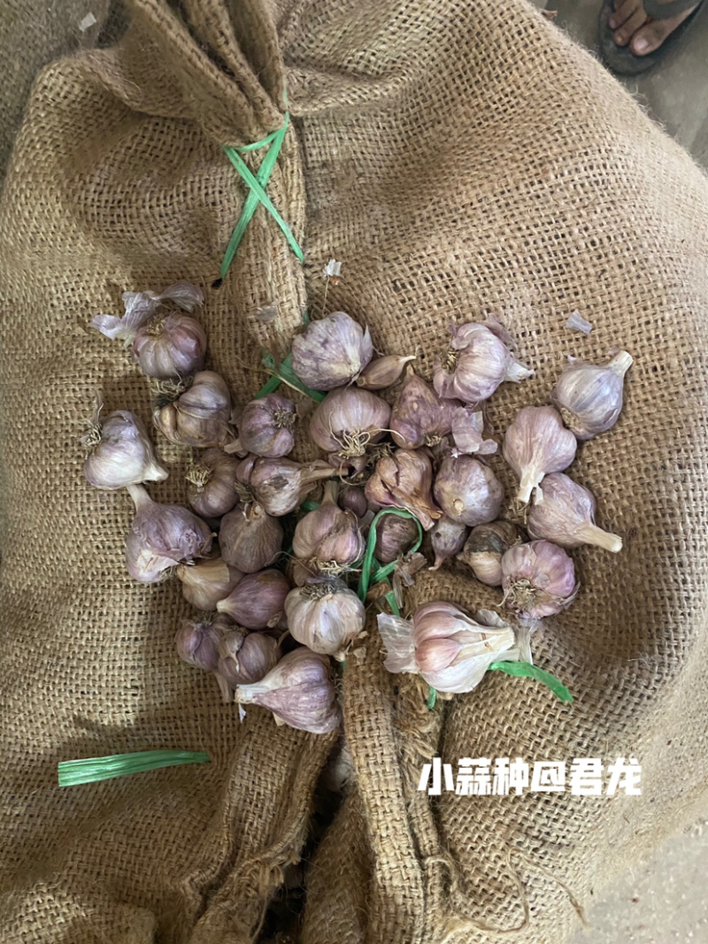 四川新繁蒜种软叶红根蒜种小，中大，特大均有