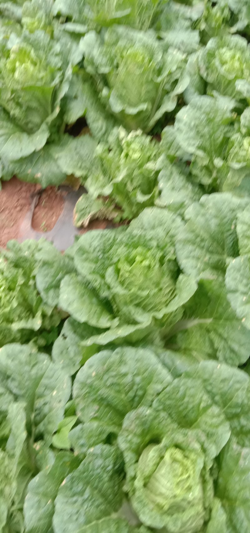好货白菜精品无虫，无花杆要的老板来。货好的很