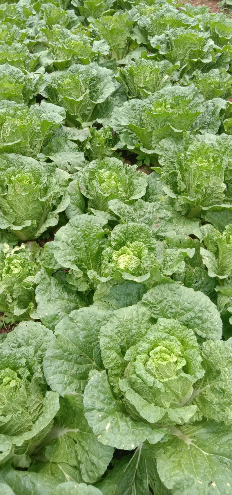 好货白菜精品无虫，无花杆要的老板来。货好的很