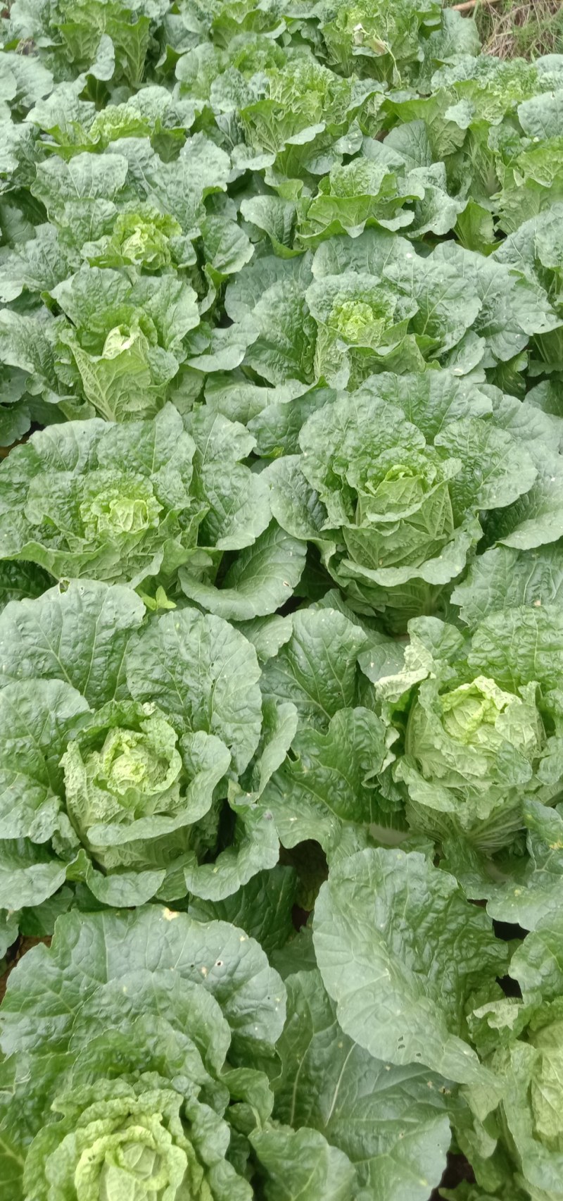 好货白菜精品无虫，无花杆要的老板来。货好的很