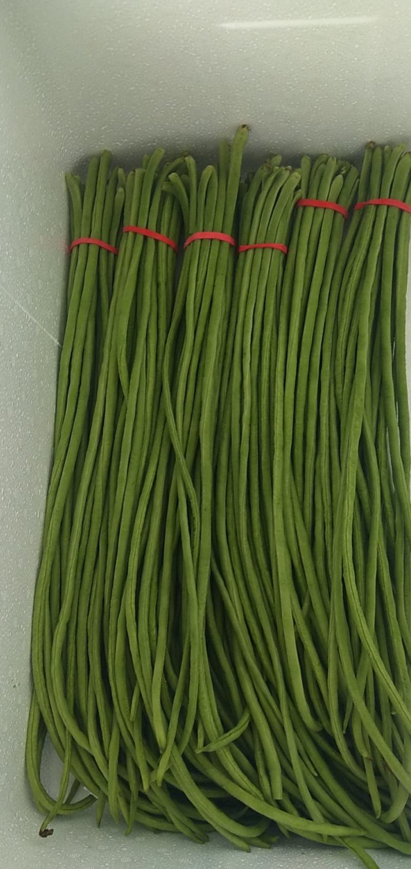 豆角精品河北青条豆角大量供应中产地直发价格便宜