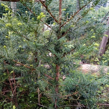 东北红豆杉70公分以上小树，移床定植根系发达，确保成活