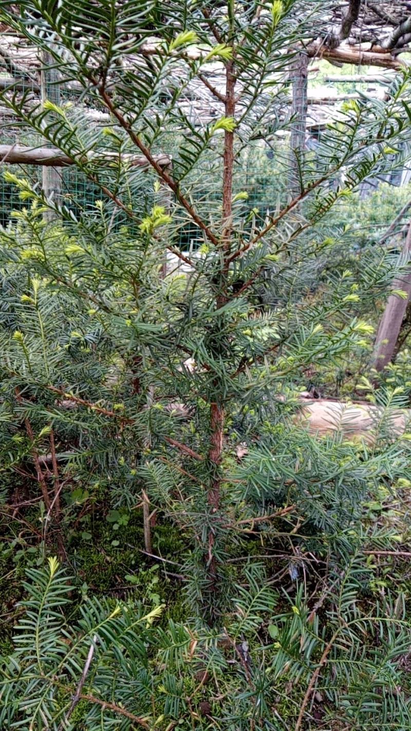 东北红豆杉70公分以上小树，移床定植根系发达，确保成活