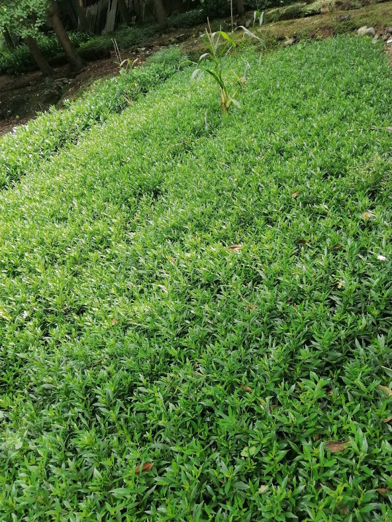 成都小栀子基地，高25，冠20