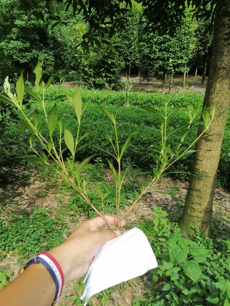 成都小栀子基地，高25，冠20