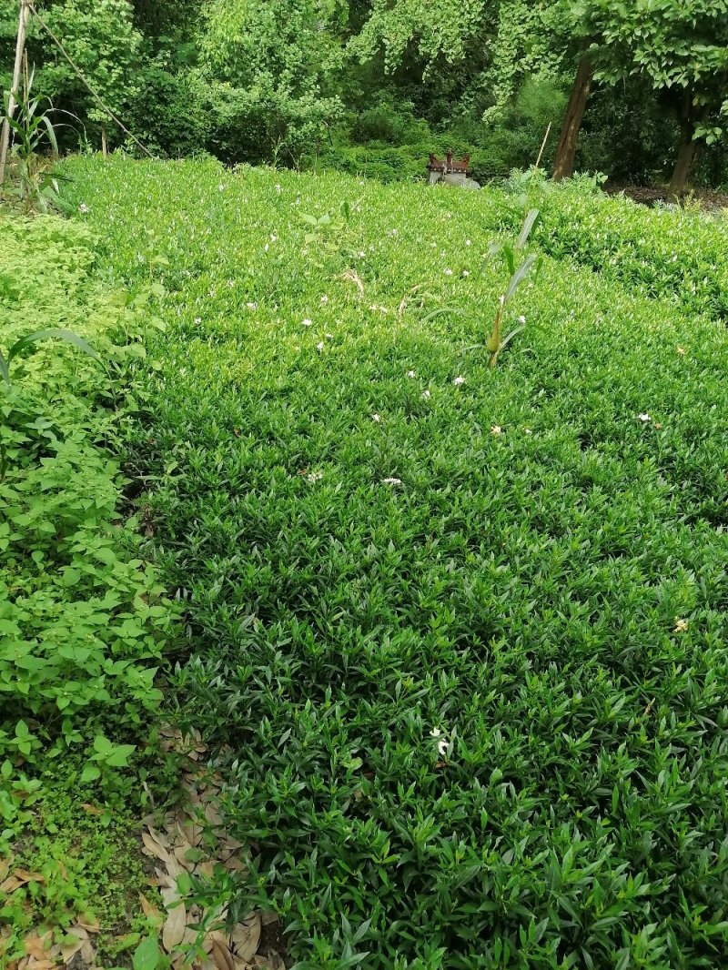 成都小栀子基地，高25，冠20