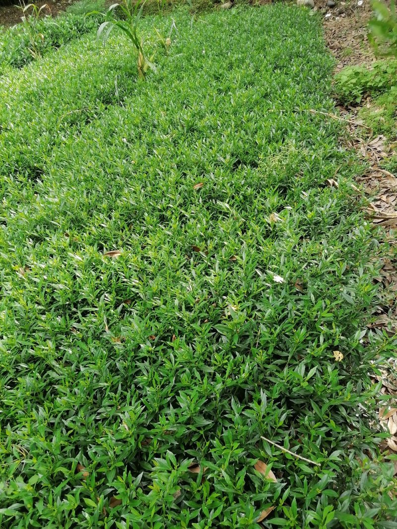 成都小栀子基地，高25，冠20