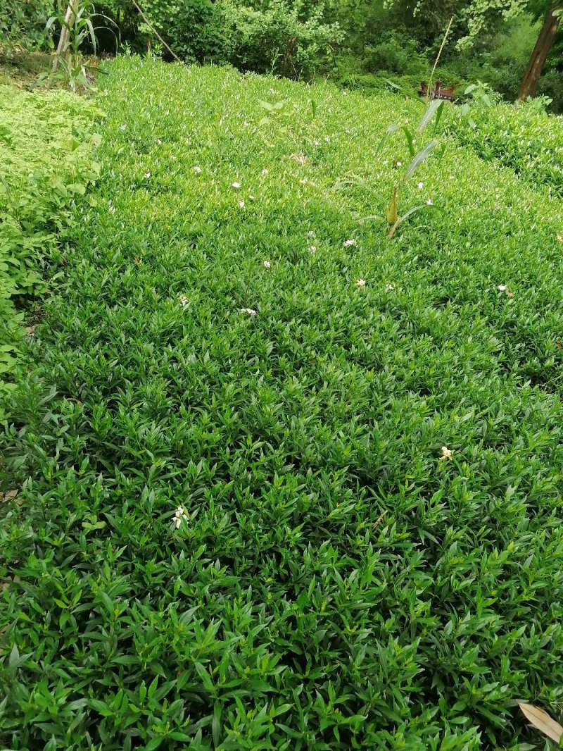 成都小栀子基地，高25，冠20