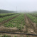 【精品】朱砂点苍术种苗，贵龙苗圃直售，基地种植，量大从优