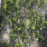 【精品】朱砂点苍术种苗，贵龙苗圃直售，基地种植，量大从优
