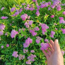 绣线菊种子——庭院-花坛-花海种植大量现货供应
