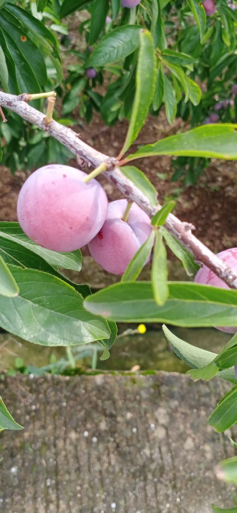 汉源红脆李，大量上市，口感好，可走一件代发。