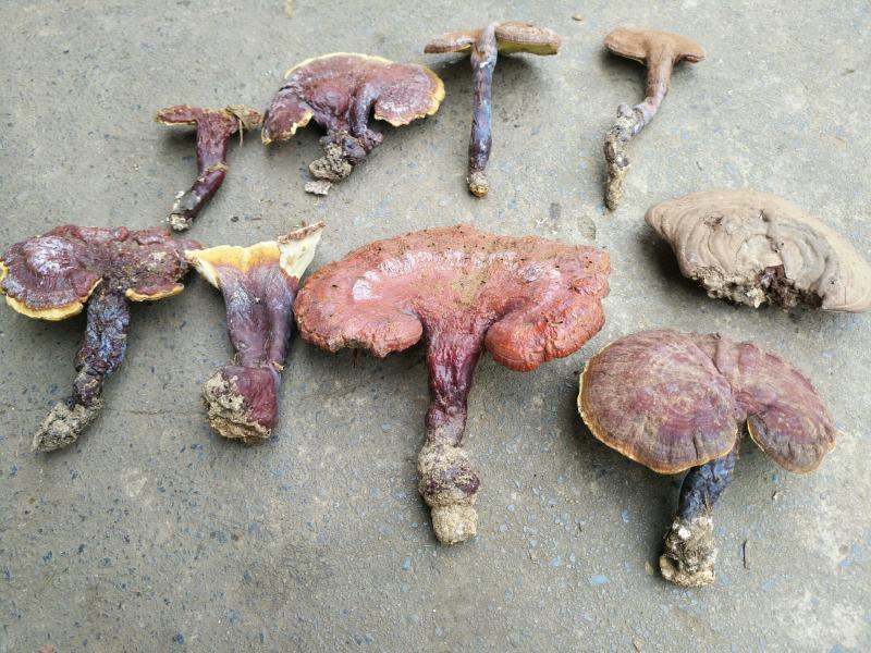 纯野生灵芝，欢迎各位亲们前来咨询