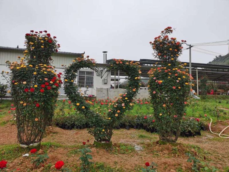 河南南阳一手货源景区庭院工程成型心花期长成活率高