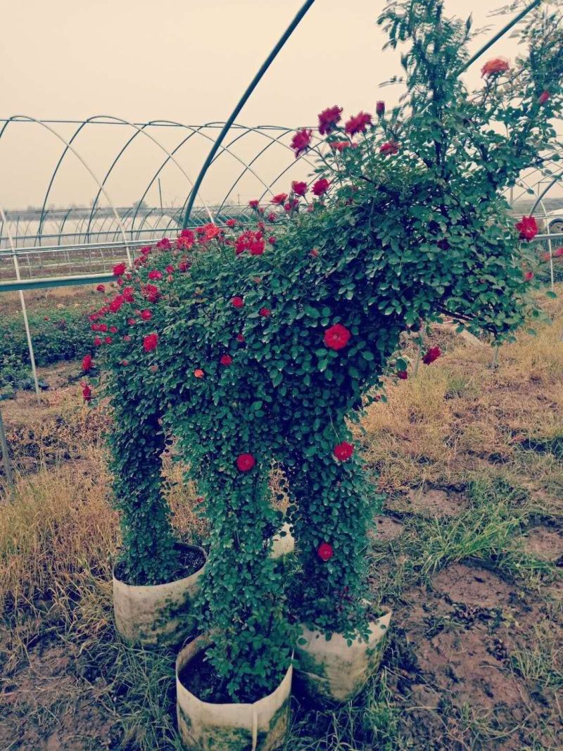 河南南阳一手货源景区庭院工程成型心花期长成活率高