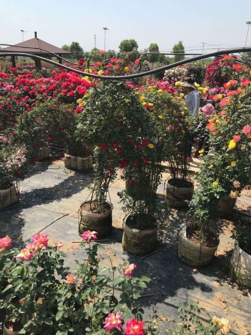 河南南阳一手货源景区庭院工程成型心花期长成活率高