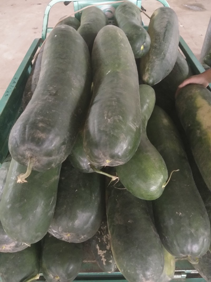 产地黑皮冬瓜肉厚皮薄