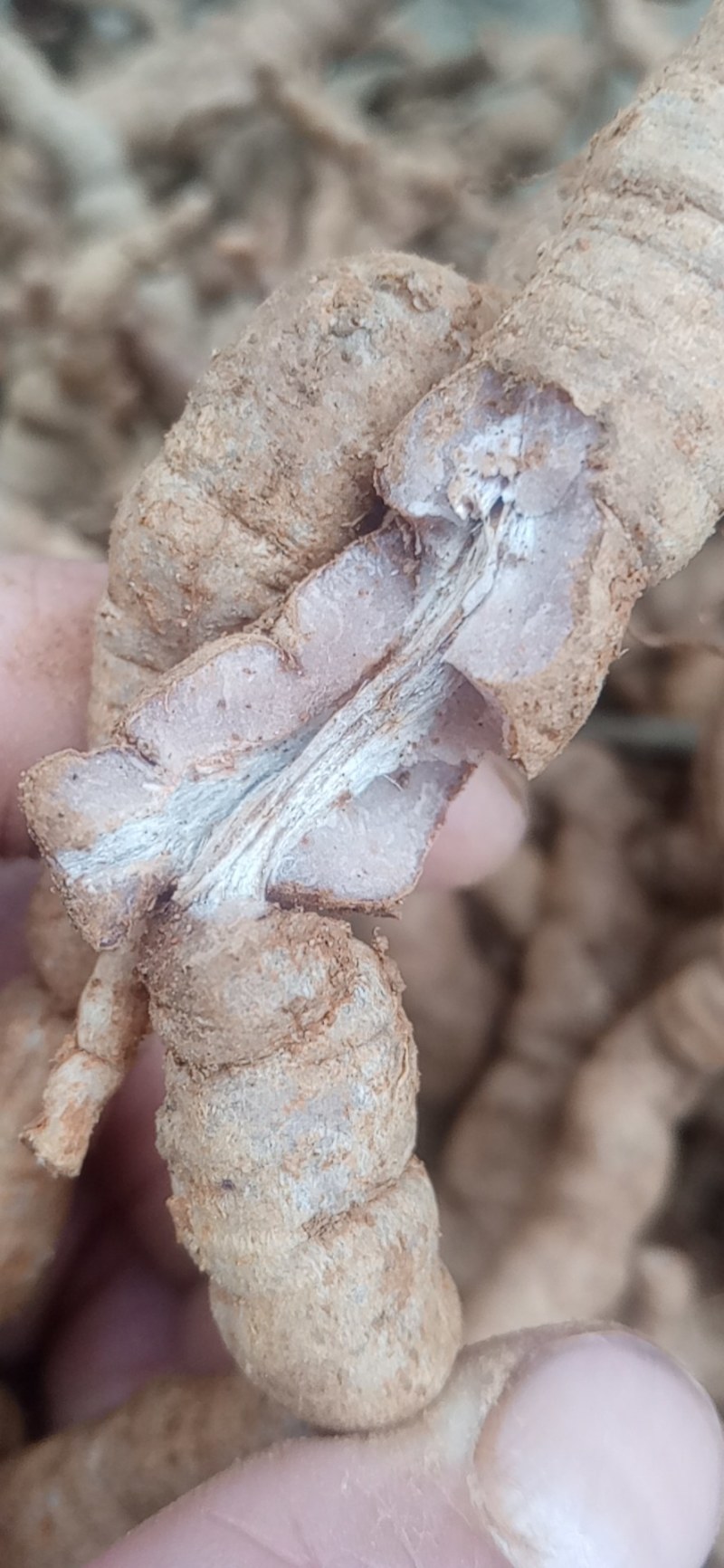 特大巴戟，一手货源，量大有优惠，全部都是手指那么大的哦