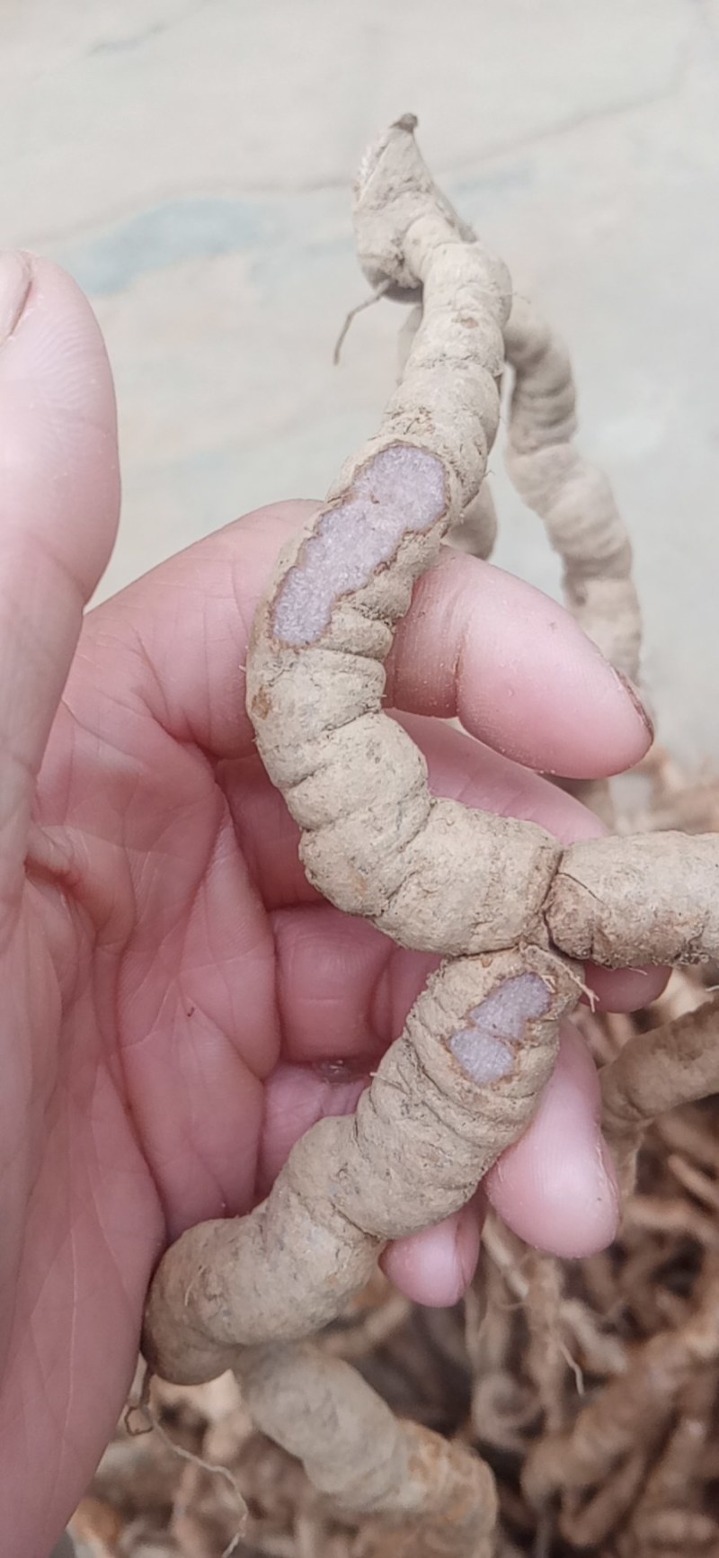 特大巴戟，一手货源，量大有优惠，全部都是手指那么大的哦