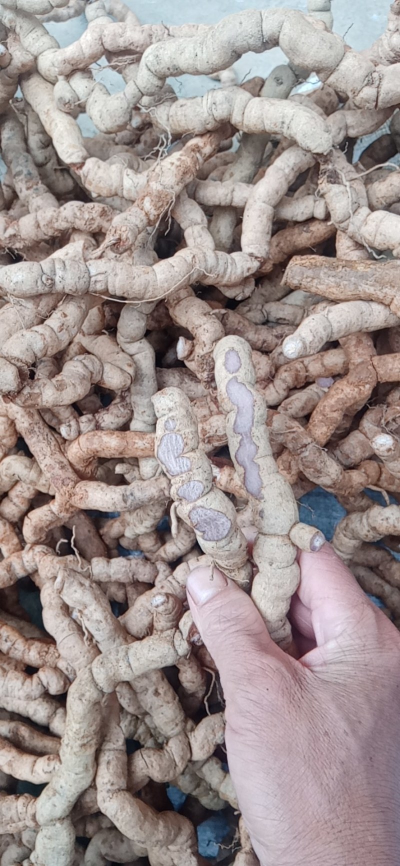 特大巴戟，一手货源，量大有优惠，全部都是手指那么大的哦