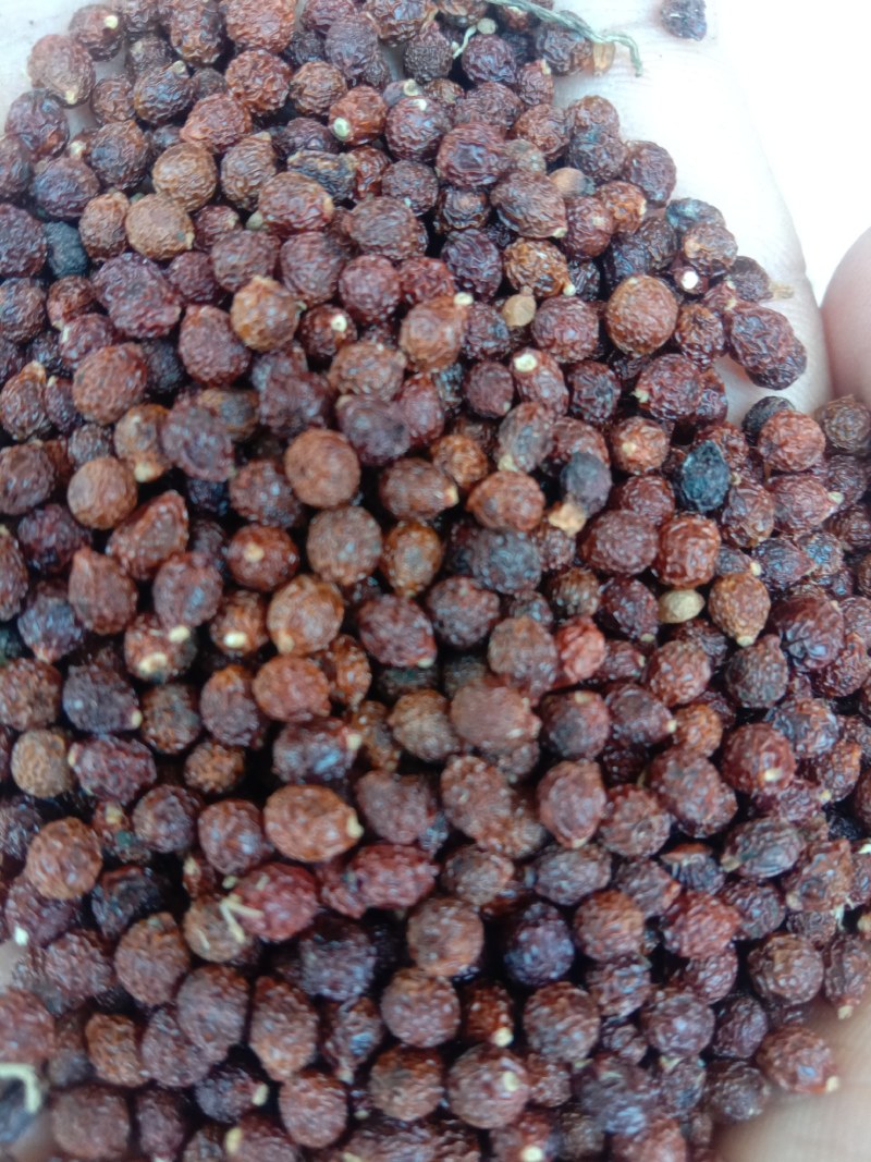 兰鸢尾（马莲子）大量出售