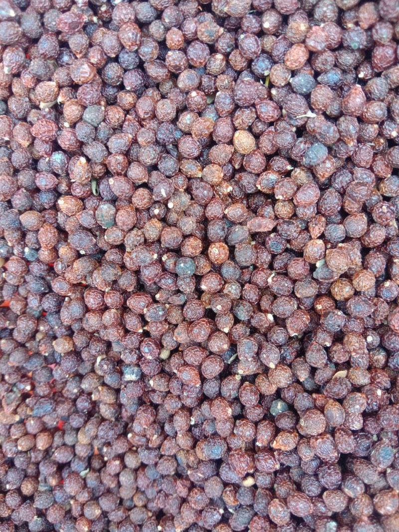 兰鸢尾（马莲子）大量出售