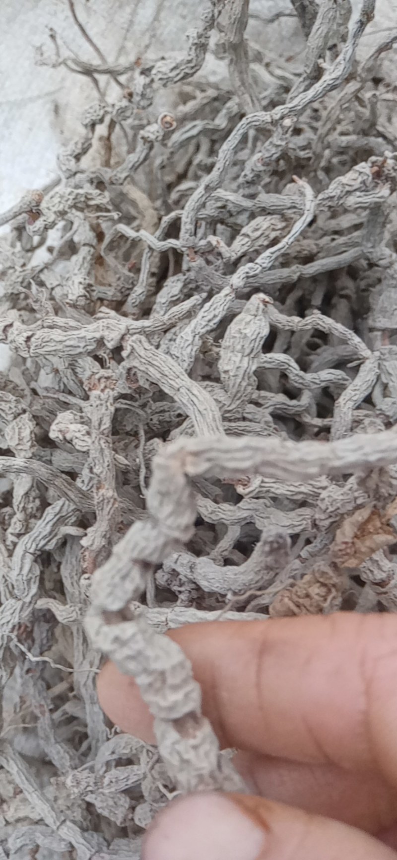 巴戟天原条生晒，干货，一手货源，价钱实惠，干干的，硬硬的