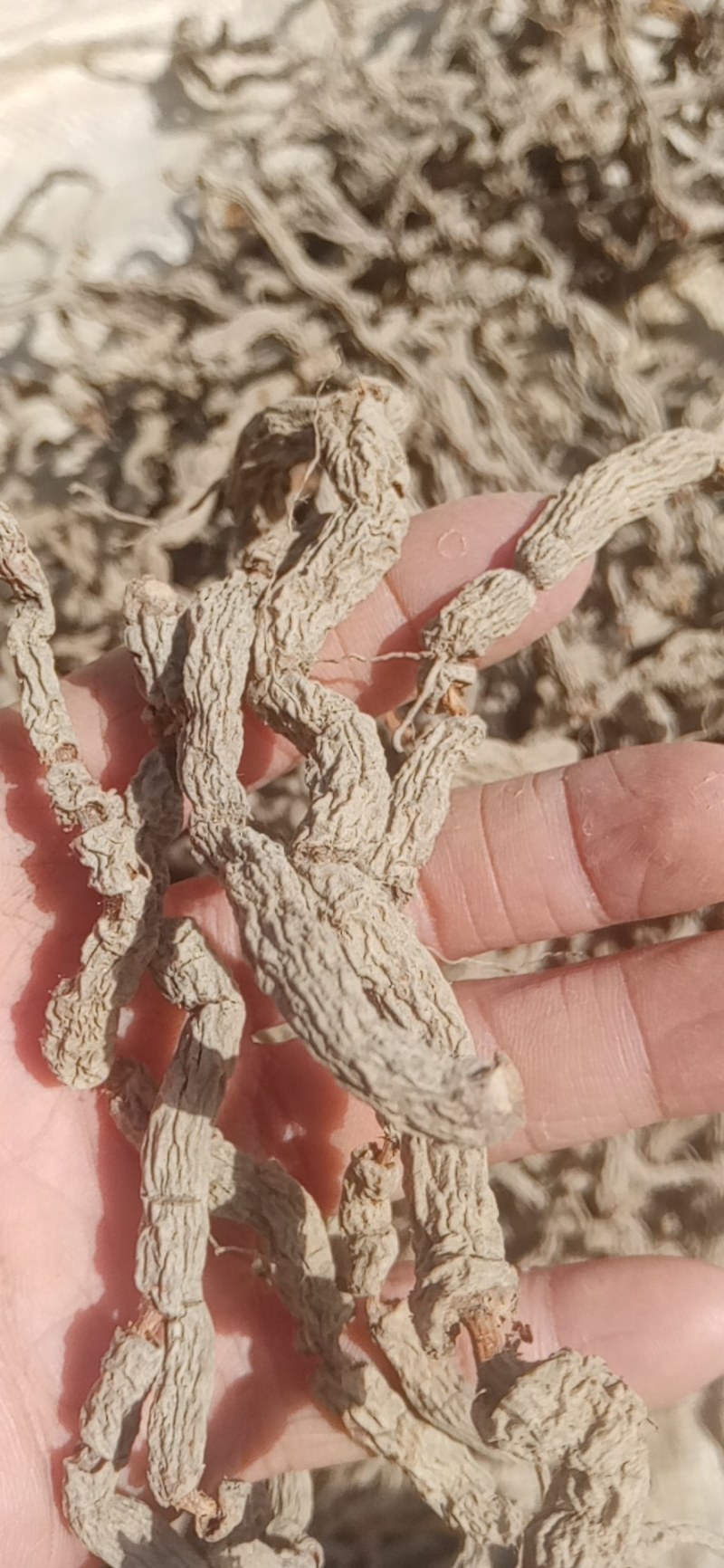 巴戟天原条生晒，干货，一手货源，价钱实惠，干干的，硬硬的