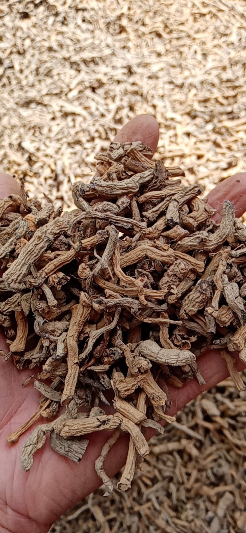巴戟天原条生晒，干货，一手货源，价钱实惠，干干的，硬硬的