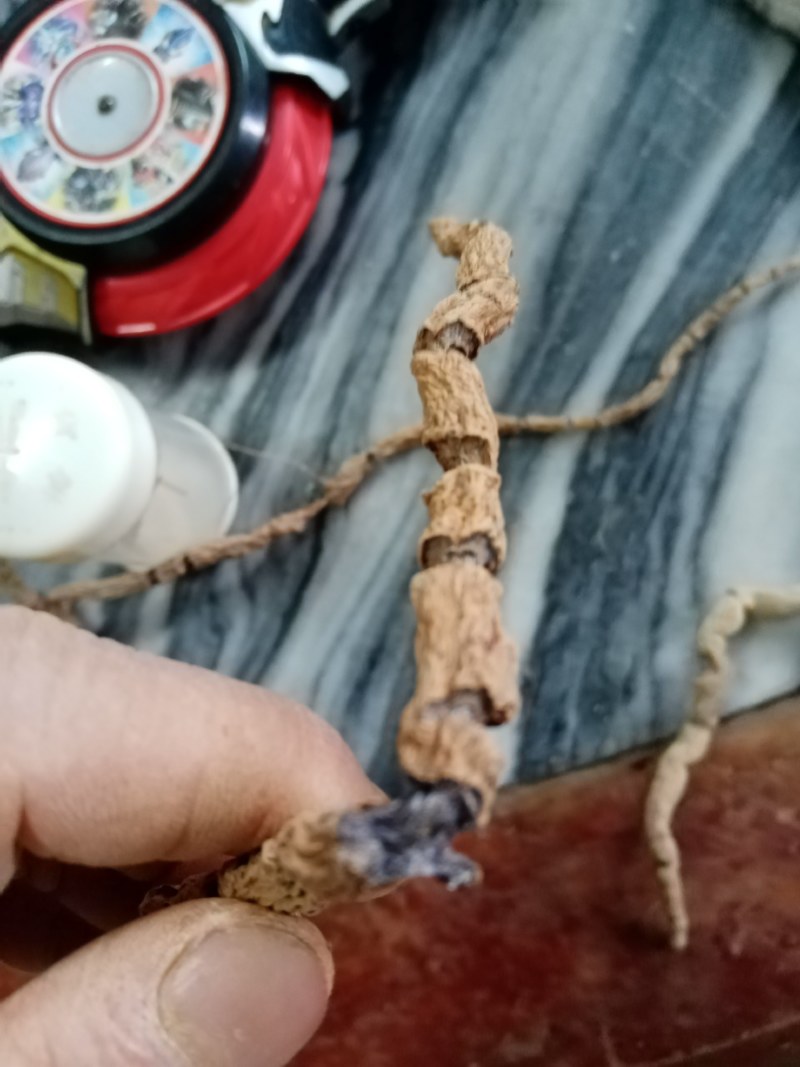 巴戟天原条生晒，干货，一手货源，价钱实惠，干干的，硬硬的