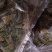 海粉，正品质量保证欢迎选购！
