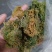 海粉，正品质量保证欢迎选购！