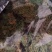海粉，正品质量保证欢迎选购！