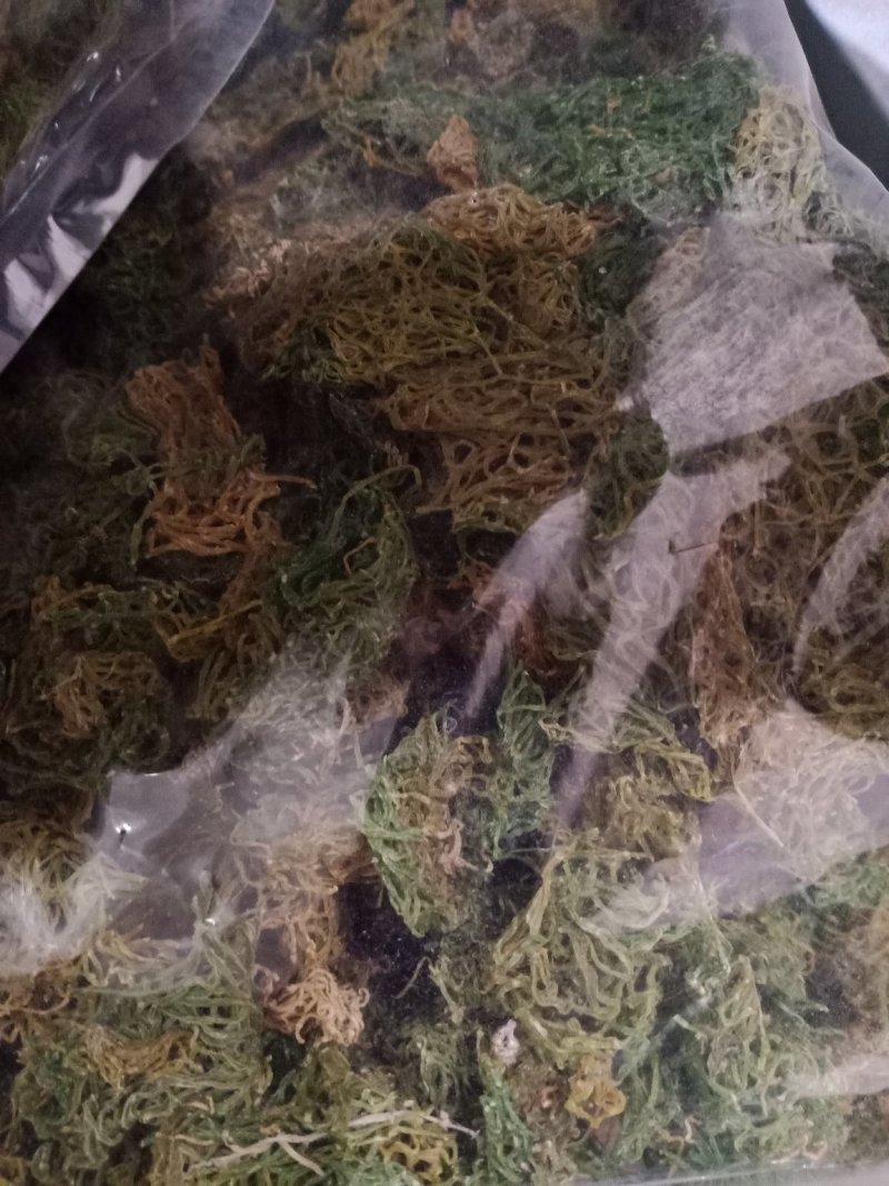海粉，正品质量保证欢迎选购！