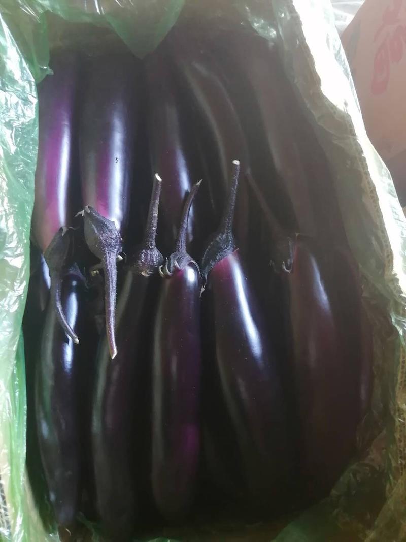 【推荐】高温大棚紫利人，602长茄，小黑长茄，品种齐全