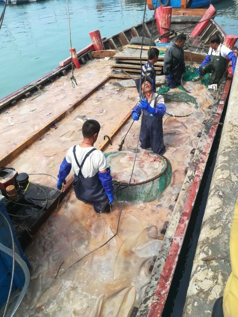 批发零售酒店商超团购福利海蜇头海蜇丝老醋海蜇头非即食