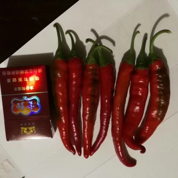 蔬菜鲜椒大量上市现货供应
