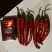 蔬菜鲜椒大量上市现货供应