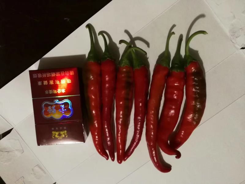 蔬菜鲜椒大量上市现货供应