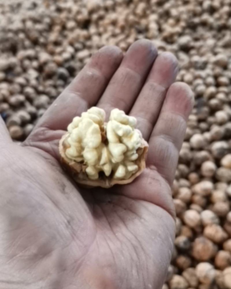 大凉山野生新鲜核桃出货中