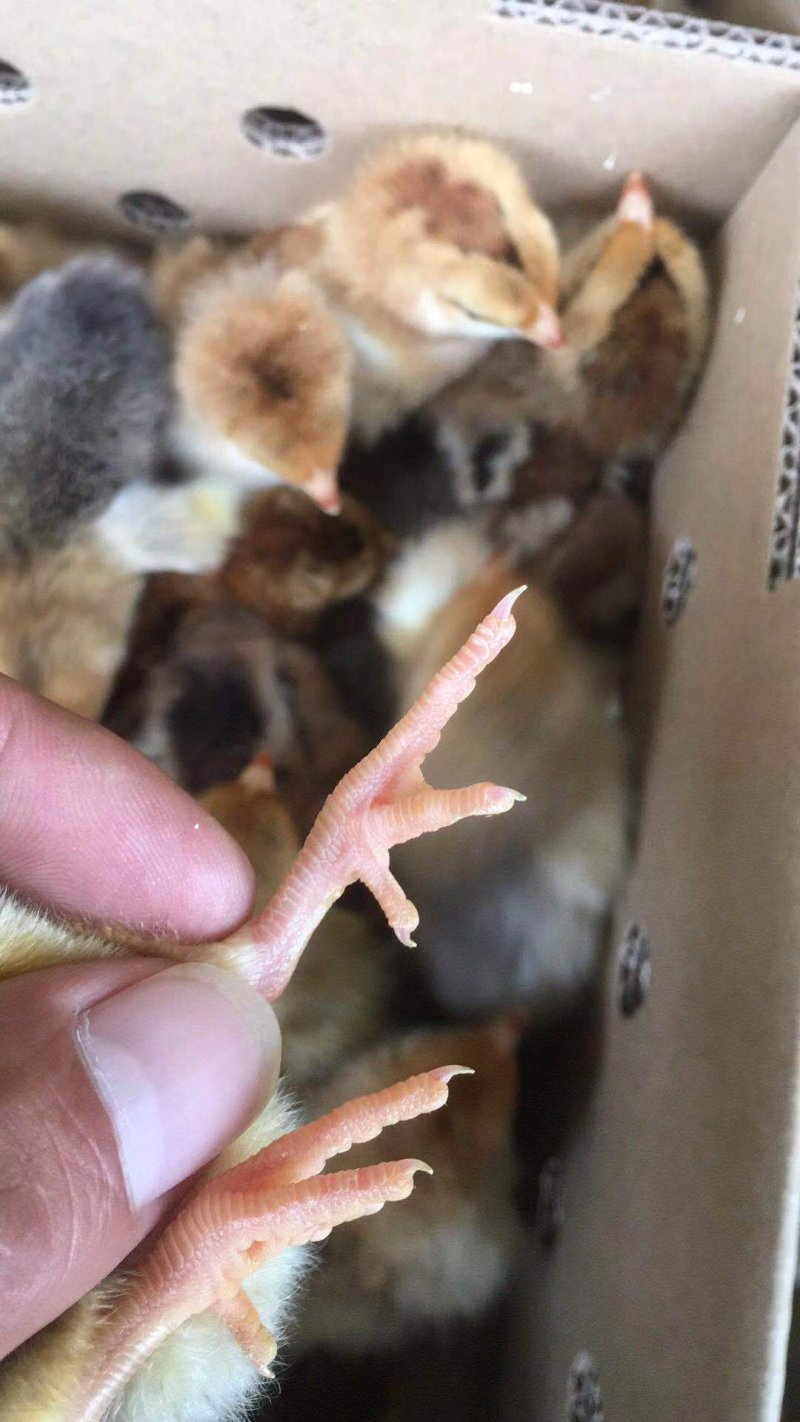 K九鸡苗，长年供应，包成活，包运输，包防疫，欢迎合作。