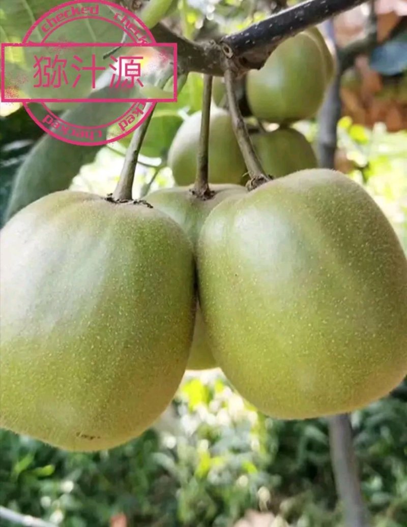 绵阳红心猕猴桃价格已出，欢迎询价。