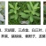英飒精草铵磷草铵膦安道麦烂根牛筋草荒地果园抗性杂草除草剂