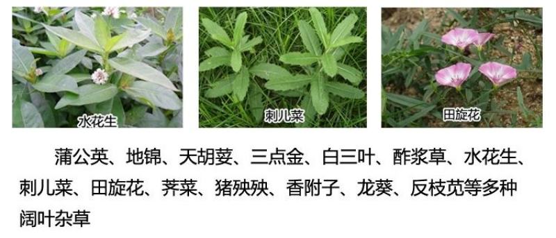 英飒精草铵磷草铵膦安道麦烂根牛筋草荒地果园抗性杂草除草剂
