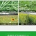 英飒精草铵磷草铵膦安道麦烂根牛筋草荒地果园抗性杂草除草剂