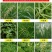 英飒精草铵磷草铵膦安道麦烂根牛筋草荒地果园抗性杂草除草剂