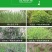 英飒精草铵磷草铵膦安道麦烂根牛筋草荒地果园抗性杂草除草剂