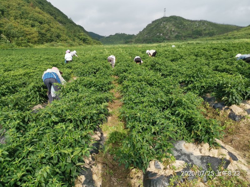 新52红朝天椒青朝天椒