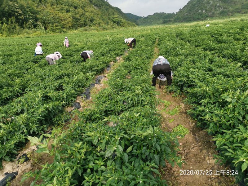 新52红朝天椒青朝天椒