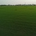 河南省新乡市草坪基地，马尼拉草坪大量供应